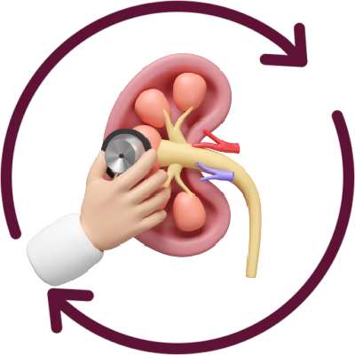 kidneys-1-400×400 (1)